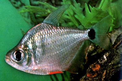 Tetragonopterus argenteus Characidae