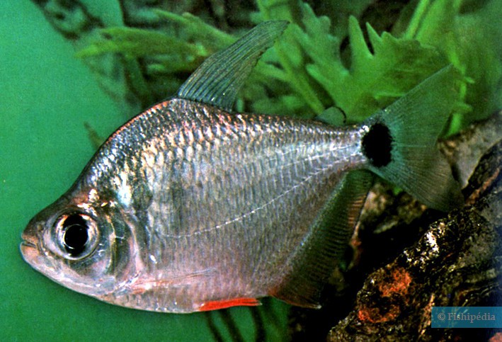 Tetragonopterus argenteus