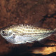 picture of Triportheus angulatus