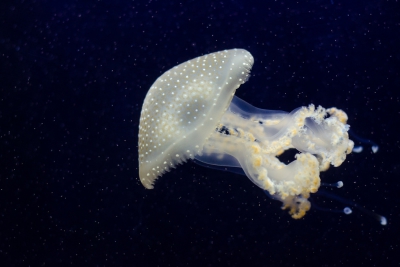 medusa campana flotante Mastigiidae