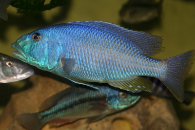 Aristochromis christyi Cichlidae