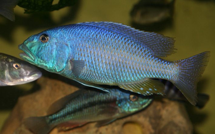 Aristochromis christyi