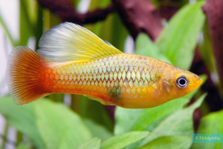 Xiphophorus variatus