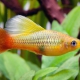 picture of Xiphophorus variatus