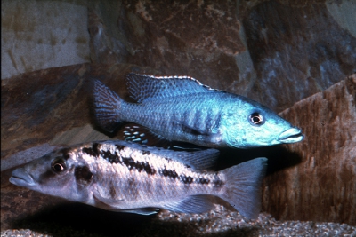 Gar du Malawi Cichlidae