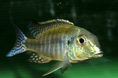 Lethrinops albus Cichlidae