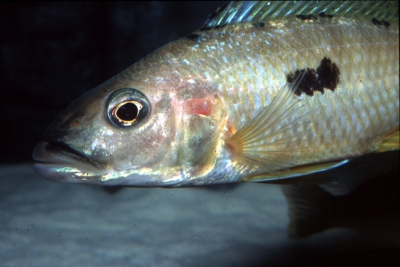 Anagenys Cichlidae