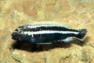 Auratus Cichlidae
