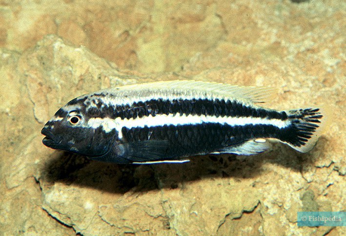 Melanochromis auratus