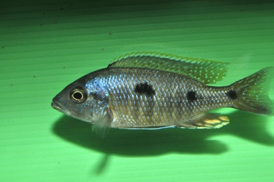 Utaka bleu Cichlidae