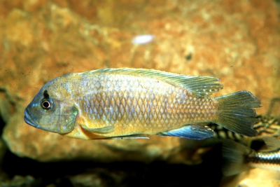Maylandia barlowi Charo Cichlidae