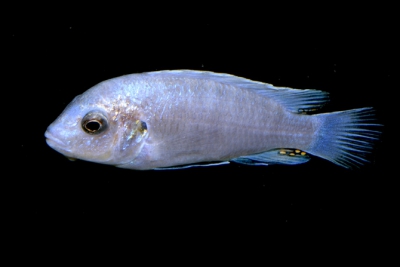 Labidochromis sp. Blue-White Tumbi Reef Cichlidae