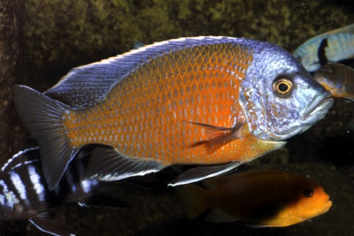 Copadichromis borleyi Kadango Cichlidae