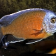 picture of Copadichromis borleyi Kadango