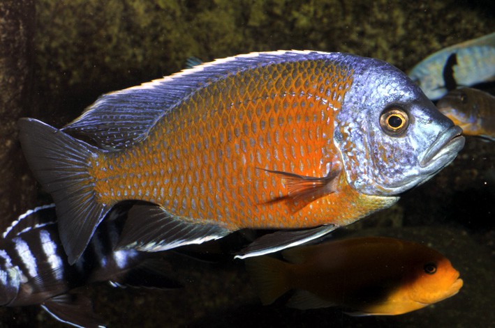 Copadichromis borleyi Kadango