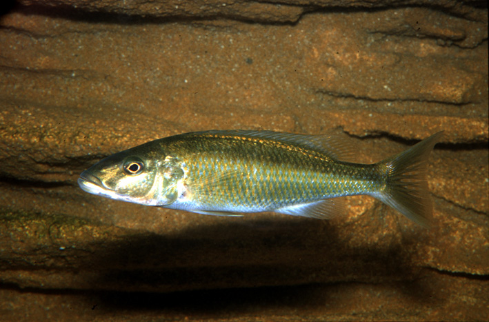 Champsochromis caeruleus