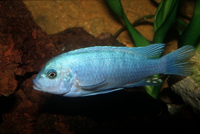 Zébra Cobald Cichlidae