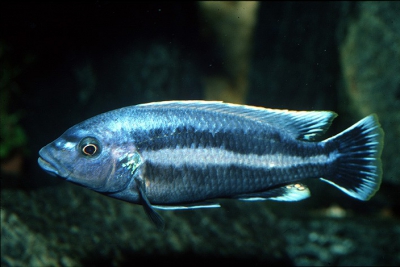 Melanochromis chipokae Cichlidae