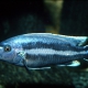 picture of Melanochromis chipokae
