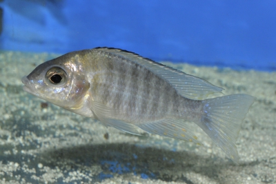 Aulonocara sp. Chitende Nkatabay Cichlidae