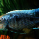 picture of Copadichromis chrysonotus