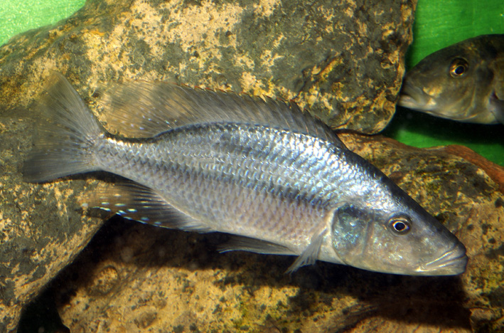 Dimidiochromis compressiceps