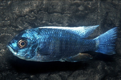 Utaka Cichlidae