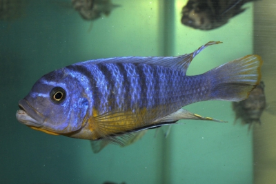 Maylandia fainzilberi Cichlidae