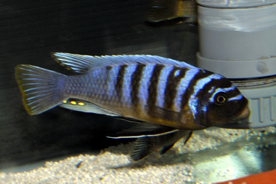 Maylandia aff. fainzilberi "Magunda" Cichlidae