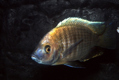 Utaka jaune Cichlidae
