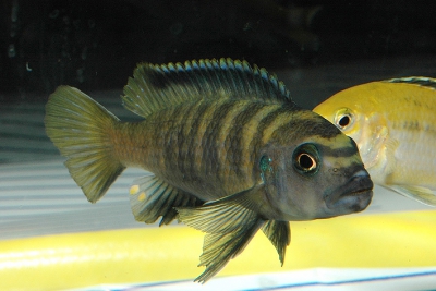 Chindongo flavus