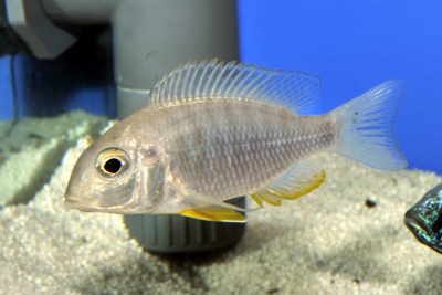 Aulonocara gertrudae Cichlidae