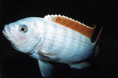 Greshakei Cichlidae
