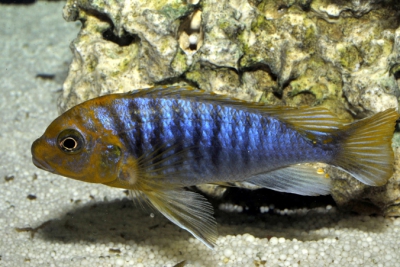 Maylandia hajomaylandi