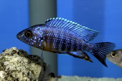 Aulonocara hansbaenschi Cichlidae