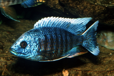 Copadichromis jacksoni Cichlidae