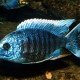 picture of Copadichromis jacksoni