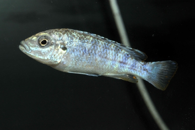 Perle de Likoma Cichlidae
