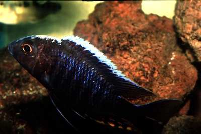 poisson orchidée bleue Cichlidae