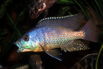 Kiwingé Cichlidae