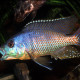 picture of Dimidiochromis kiwinge