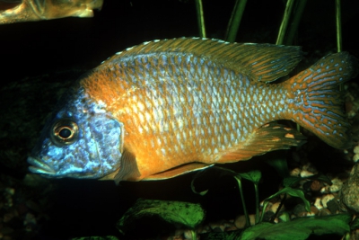 Aulonocara korneliae Cichlidae