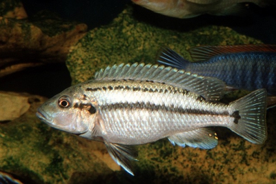 Melanochromis lepidiadaptes Cichlidae