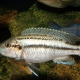 picture of Melanochromis lepidiadaptes