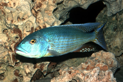 Lepturus Cichlidae