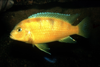 Kenyi Cichlidae