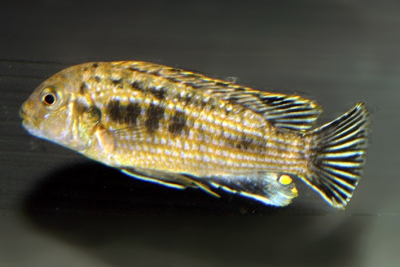 Labidochromis maculicauda Cichlidae
