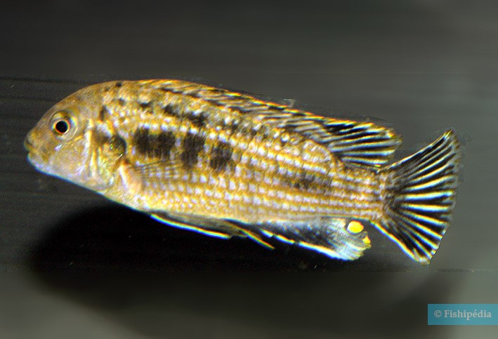 Labidochromis maculicauda