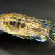 picture of Labidochromis maculicauda