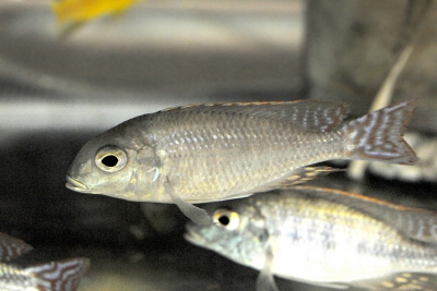 Lethrinops marginatus Cichlidae